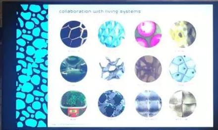 CSM圣馬丁生物設計系主任作品