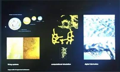 CSM圣馬丁生物設計系主任作品