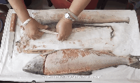 影片中關(guān)于魚皮面料的制作